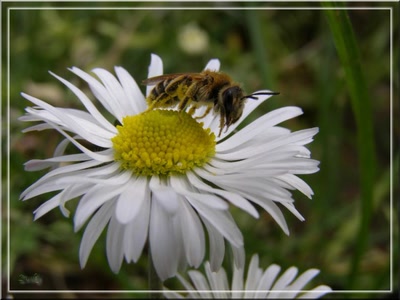 Résultat de recherche: Abeille 17408b