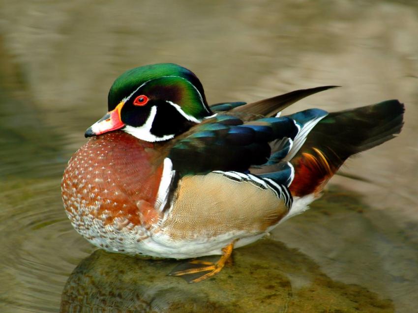 Canard coloré