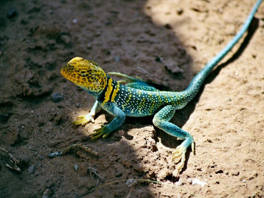 lézard bleu