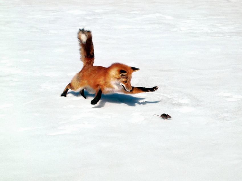 renard chasse
