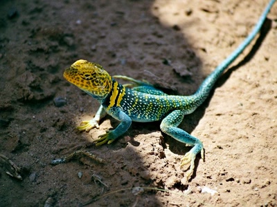 lézard bleu