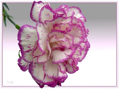 Résultat de recherche: Oeillet194084