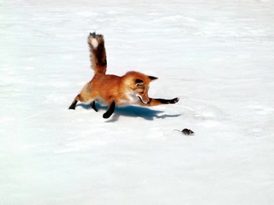 renard chasse