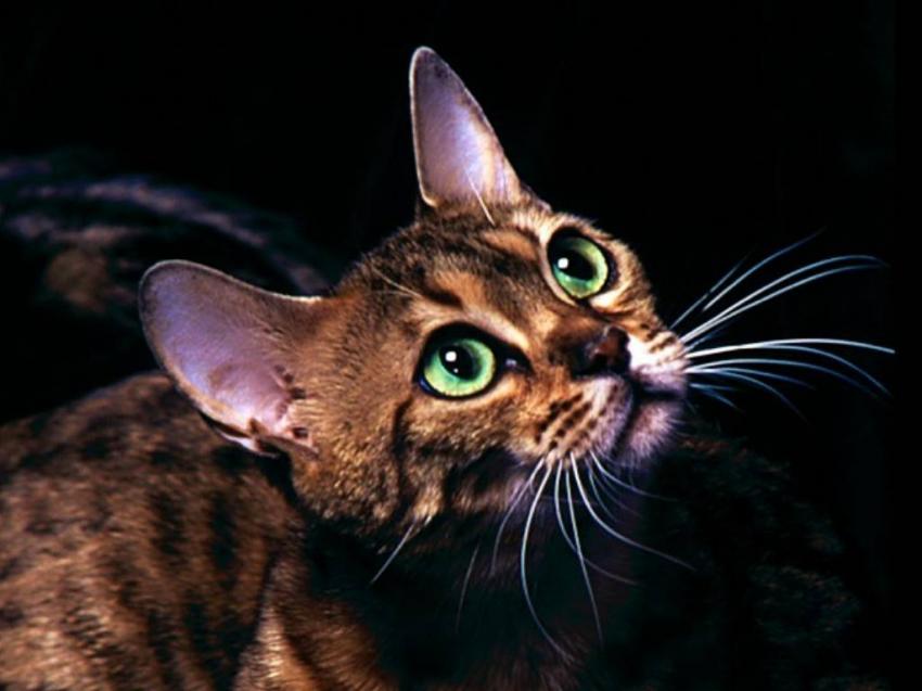 Le chat léopard du Bengale