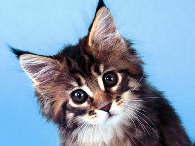 Résultat de recherche: petit minou - chat