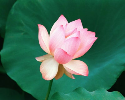 Œuvre de atefjls: fleur de lotus