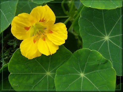 Résultat de recherche: Petit fleur 25408b