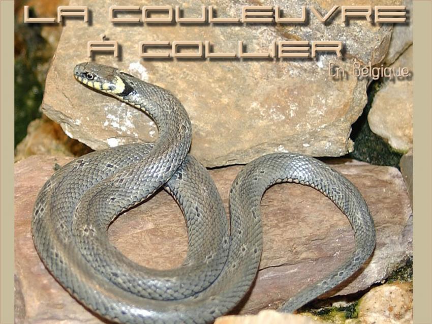 La Couleuvre à collier En Belgique