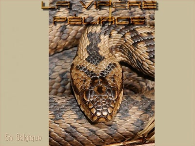 Œuvre de T.I.G.E.R: La Vipère péliade En Belgique