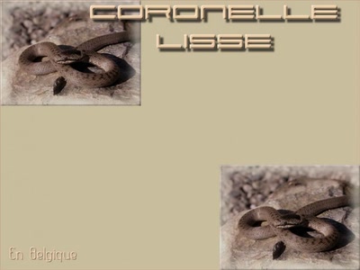 Œuvre de T.I.G.E.R: La Coronelle lisse En Belgique