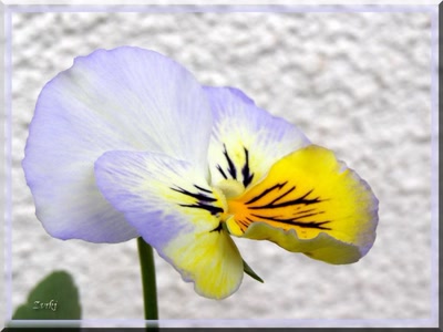 Résultat de recherche: Pensée 28408