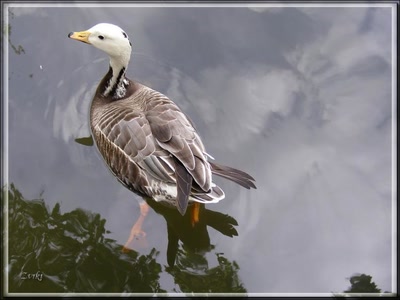 Résultat de recherche: Canard2b