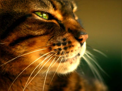 Résultat de recherche: chat du bengal