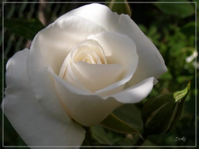 Résultat de recherche: Rose blanche