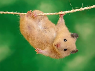 Rongeurs - Hamster