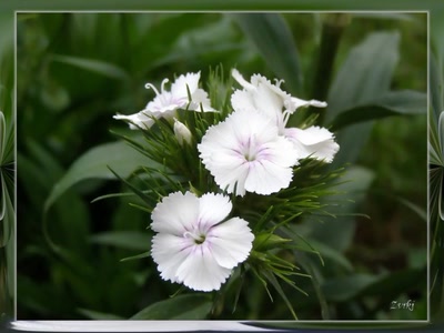 Résultat de recherche: Petit oeillet 21508