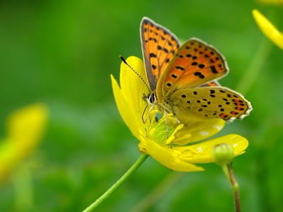 Œuvre de skandy: Papillon