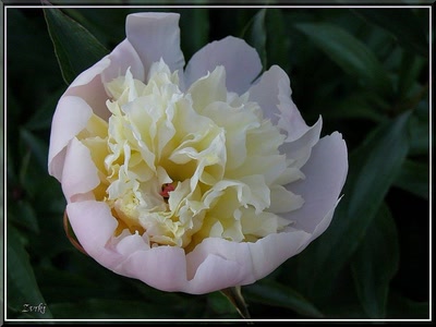 Résultat de recherche: Fleur pivoine