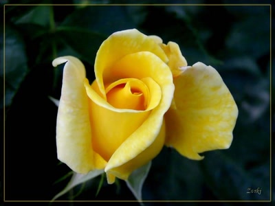 Résultat de recherche: Rose jaune 26508