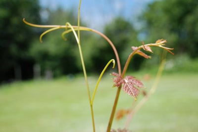 Résultat de recherche: Feuille de vigne