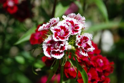 Œuvre de tam-tam: Fleurs de