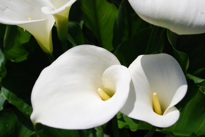 Œuvre de tam-tam: Arome