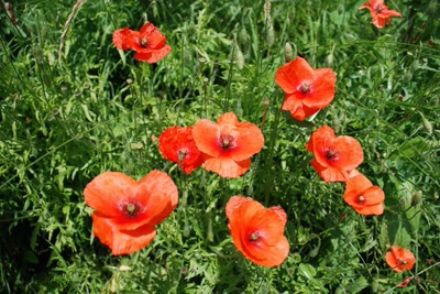 Œuvre de tam-tam: Les Coquelicots