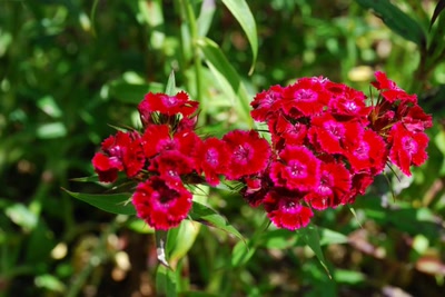 Œuvre de tam-tam: Fleurs de