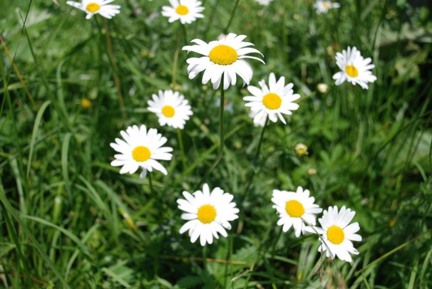 Pâquerettes sauvage