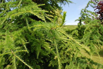 Résultat de recherche: Thuya