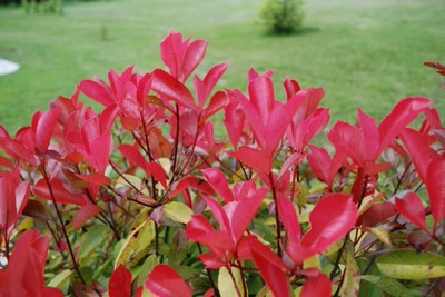 Résultat de recherche: Lauriers