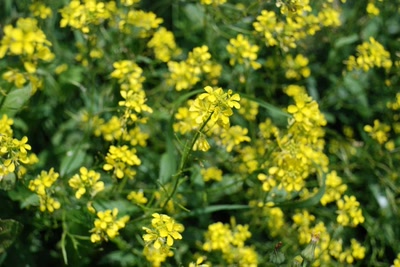 Œuvre de tam-tam: Arbustre