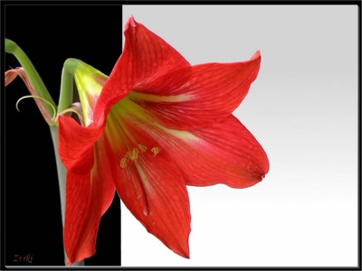 Résultat de recherche: Fleur Amaryllis 2