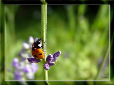 Résultat de recherche: Coccinelle