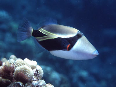 Résultat de recherche: Poisson