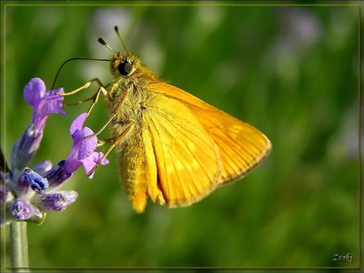 Résultat de recherche: Papillon 1608 2b2