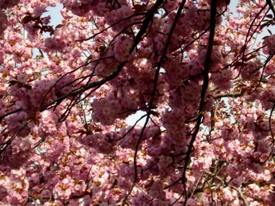 Résultat de recherche: Ma rue est rose!