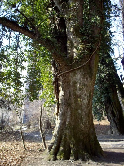 Œuvre de Walkyrie: Beau vieillard!