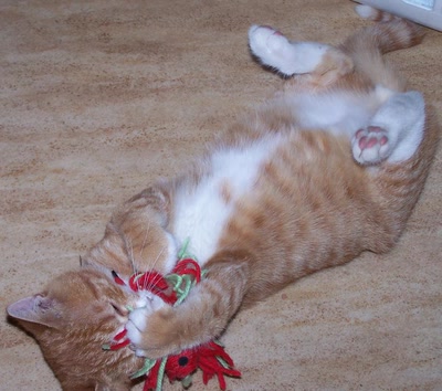 Œuvre de graphia: Abricot et son jouet