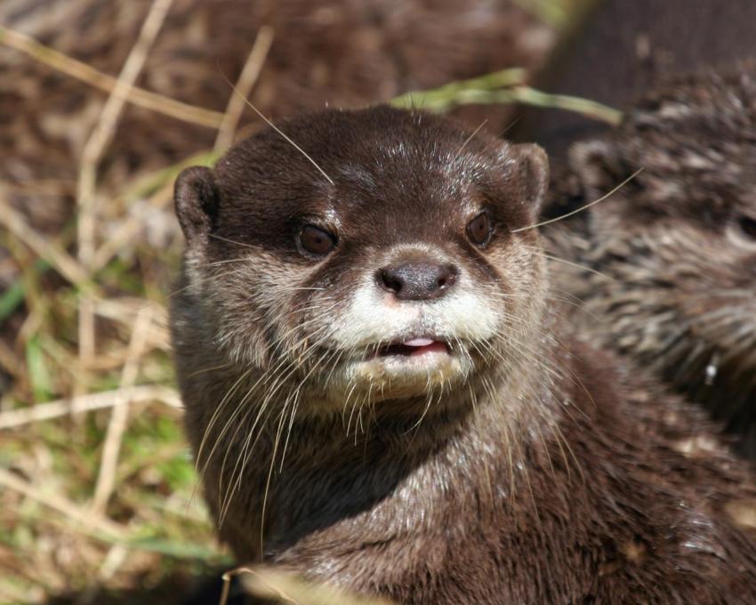loutre