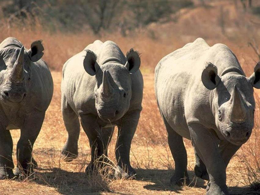 Rhinocéros