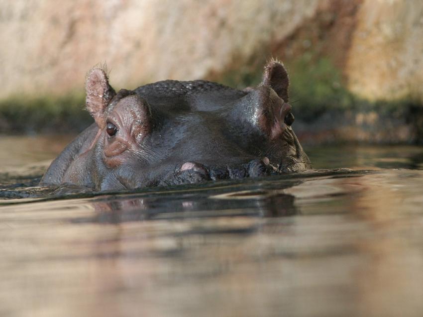 Hippopotame