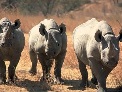 Rhinocéros