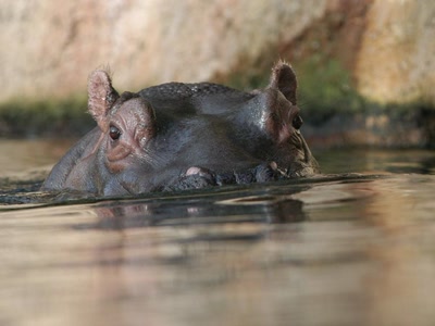 Œuvre de atefjls: Hippopotame
