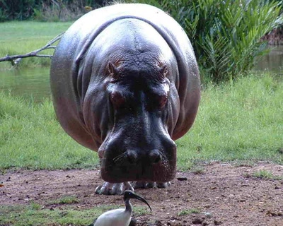 Œuvre de atefjls: hippopotame