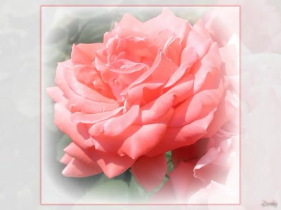 Résultat de recherche: Rose rose 3608