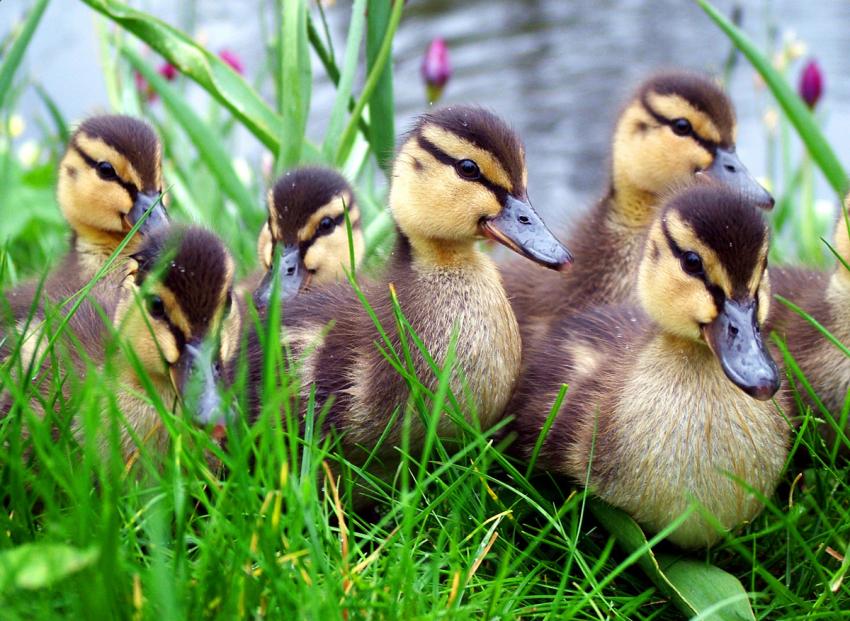 bébé - canards