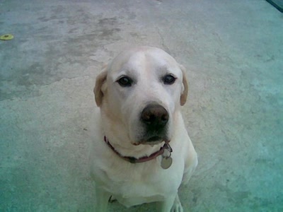 Résultat de recherche: Bien sérieux, ce toutou!