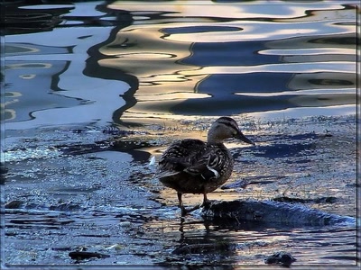 Résultat de recherche: Canard 22608b2