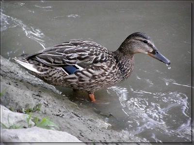 Résultat de recherche: Canard 22608b3b